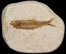 Small Knightia Fossil Fish - Wyoming #41038-1